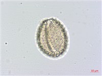 山檳榔藏品圖，第2張