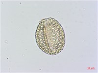 山檳榔藏品圖，第3張