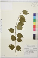 亞洲濱棗藏品圖，第1張