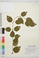 亞洲濱棗藏品圖，第1張