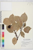 牛樟藏品圖，第1張