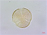 呂宋莢迷藏品圖，第1張