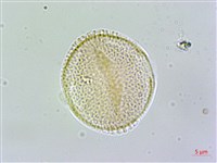 呂宋莢迷藏品圖，第2張