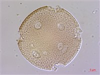 楓香、楓樹藏品圖，第2張