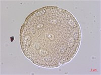 楓香、楓樹藏品圖，第3張