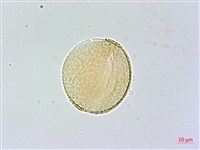 臺灣三角楓藏品圖，第2張