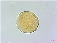 臺灣三角楓藏品圖，第3張