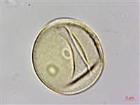 朴樹藏品圖，第2張