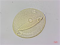 朴樹藏品圖，第3張