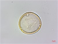 朴樹藏品圖，第4張