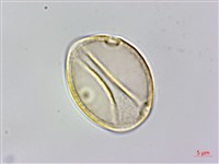 朴樹藏品圖，第5張