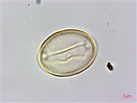 朴樹藏品圖，第6張