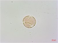 臺灣梣藏品圖，第1張