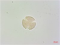 臺灣梣藏品圖，第2張