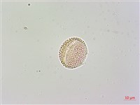 臺灣梣藏品圖，第3張