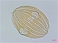 長穗馬藍藏品圖，第2張