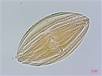 長穗馬藍藏品圖，第3張