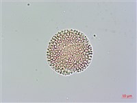 山素英藏品圖，第2張