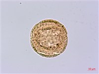 皮孫木藏品圖，第1張