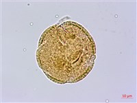 皮孫木藏品圖，第2張