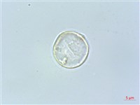 四脈麻藏品圖，第2張