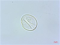 四脈麻藏品圖，第3張