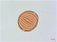 大安水蓑衣藏品圖，第2張