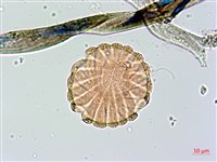 大安水蓑衣藏品圖，第3張