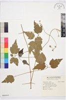 串鼻龍藏品圖，第1張