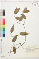 柱果鐵線蓮藏品圖，第1張