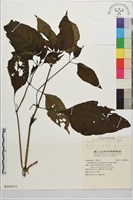 六角英, 槍刀菜藏品圖，第1張