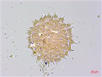 馬鞍藤藏品圖，第1張