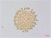 馬鞍藤藏品圖，第3張