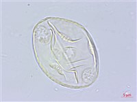 登錄號:BS01002藏品圖，第2張