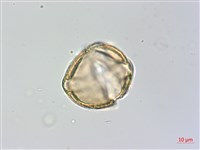 瓊崖海棠、胡桐藏品圖，第2張