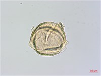 瓊崖海棠、胡桐藏品圖，第3張