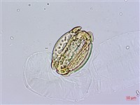 水茄苳、穗花棋盤腳樹藏品圖，第2張