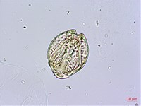 水茄苳、穗花棋盤腳樹藏品圖，第3張