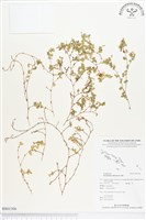 蠅翅草、三點金草藏品圖，第1張