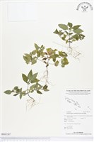 離藥金腰箭藏品圖，第1張