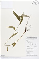 鴨跖草藏品圖，第1張