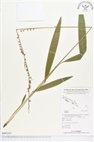 登錄號:BS01313藏品圖，第1張