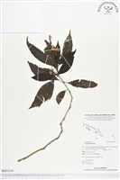 登錄號:BS01314藏品圖，第1張