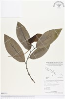 登錄號:BS01315藏品圖，第1張