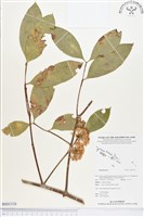 登錄號:BS01316藏品圖，第1張