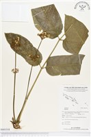 登錄號:BS01318藏品圖，第1張