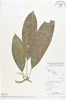 登錄號:BS01319藏品圖，第1張