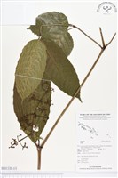 登錄號:BS01320藏品圖，第1張