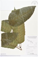 登錄號:BS01320藏品圖，第3張