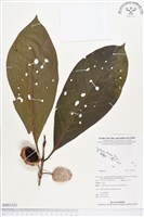 登錄號:BS01321藏品圖，第1張